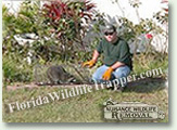 Nuisance Wildlife Removal can handle all your nuisance animal removal needs.