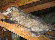 Brandon Nuisance Wildlife Animal Control and Removal