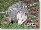 Nuisance Wildlife Removal Wildlife Index - Opossums