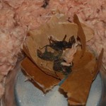 dead baby rats. They probably died because the mother didn't come back.