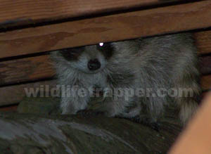 raccoon-in-the-attic1