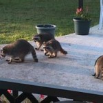 raccoons-mooching-dogfood