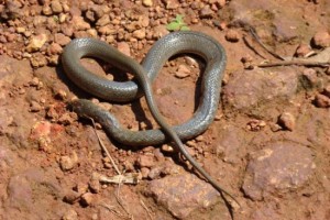 dead-snake
