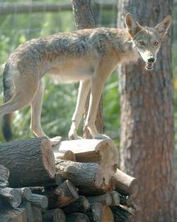 coyote