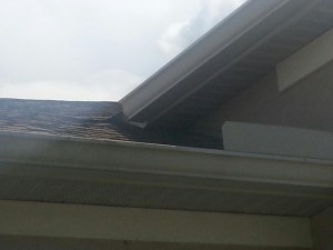 Squirrels Going in Roof