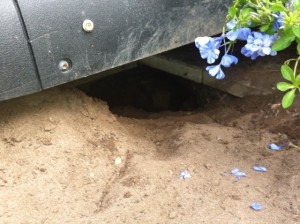 Hole of Gopher Tortoise