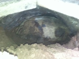 Sideshot of Tortoise in Hole