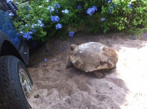 Gopher Tortoise