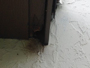 Opening in wall animal infestation