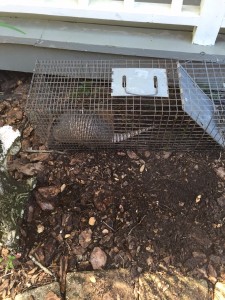 Armadillo in Trap