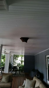 Bees Invade Porch Light