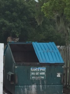 Raccoon in Commerical Dumpster