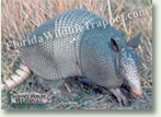 Nuisance Wildlife Removal Wildlife Index - Armadillos