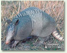 Nuisance Wildlife Removal can take care of your Armadillo problem.