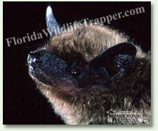 Nuisance Wildlife Removal can take care of your bat problems.