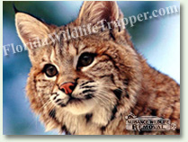 Nuisance Wildlife Removal can take care of your bobcat problems.