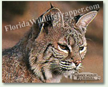 Nuisance Wildlife Removal can take care of your nuisance bobcat needs.