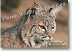 Nuisance Wildlife Removal Wildlife Index - Bobcats