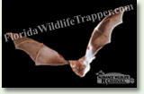 Nuisance Wildlife Removal Wildlife Index - Bats