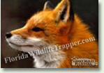 Nuisance Wildlife Removal Wildlife Index - Foxes