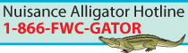 Nuisance Alligator Hotline 1-866-FWC-GATOR