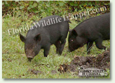Goldenrod Nuisance Wildlife Animal Control and Removal