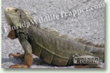 Nuisance Wildlife Removal Wildlife Index - Exotics (Iguanas and Peacocks)