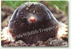 Nuisance Wildlife Removal can take care of nuisance moles.