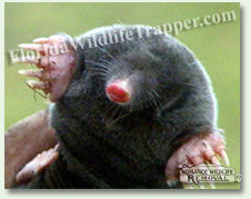 Nuisance Wildlife Removal can take care of nuisance moles.