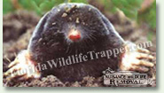 Nuisance Wildlife Removal Wildlife Index - Moles