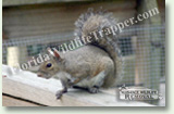 Nuisance Wildlife Removal Wildlife Index - Squirrels
