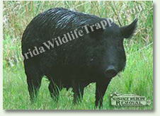 Nuisance Wildlife Removal can take care of nuisance wild hogs.