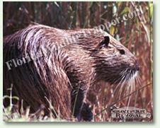 Nuisance Wildlife Removal can take care of nuisance nutria.