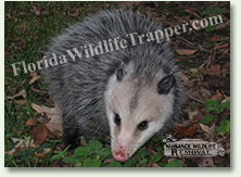 Nuisance Wildlife Removal can take care of nuisance opossums.