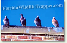 Nuisance Wildlife Removal can take care of your pigeon problems.