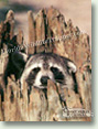 Nuisance Wildlife Removal Wildlife Index - Raccoons