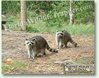 Clearwater Nuisance Wildlife Animal Control and Removal