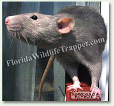 Lecanto Nuisance Animal Relocation and Removal