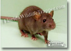 Nuisance Wildlife Removal Wildlife Index - Rats