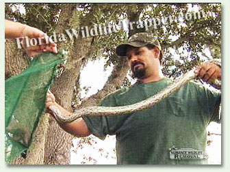 Matt of Nuisance Wildlife Removal capturing a snake.