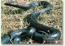Nuisance Wildlife Removal can take care of nuisance snakes.