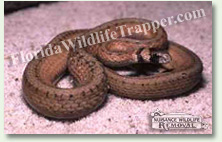 Nuisance Wildlife Removal can take care of nuisance snakes.
