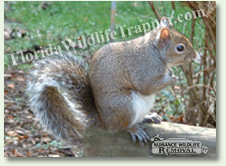 Nuisance Wildlife Removal can take care of nuisance squirrels.