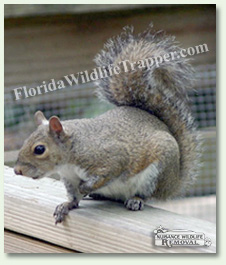 Nuisance Wildlife Removal can take care of nuisance squirrels.