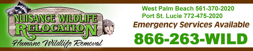Nuisance Wildlife Relocation serves Palm Beach and Port St. Lucie County in Florida with Humane Wildlife Removal